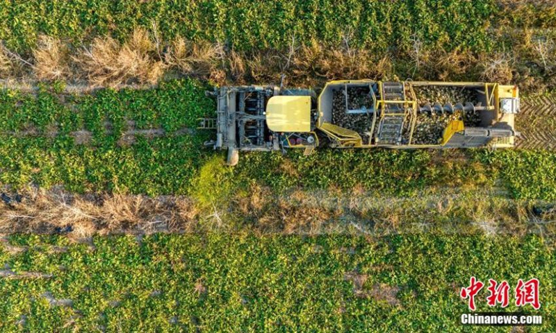 A harvester collects sugar beets at a plantation base in Karamay, northwest China's Xinjiang Uyghur Autonomous Region, Nov. 15, 2022. (Photo: China News Service/Min Yong)
