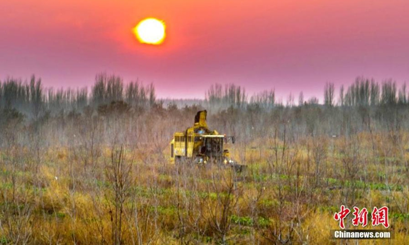 A harvester collects sugar beets at a plantation base in Karamay, northwest China's Xinjiang Uyghur Autonomous Region, Nov. 15, 2022. Karamay planted a total of 186 hectares of sugar beets in 2022 and the estimated output of sugar beets will exceed 13,000 tons, hitting a record high. (Photo: China News Service/Min Yong) 
