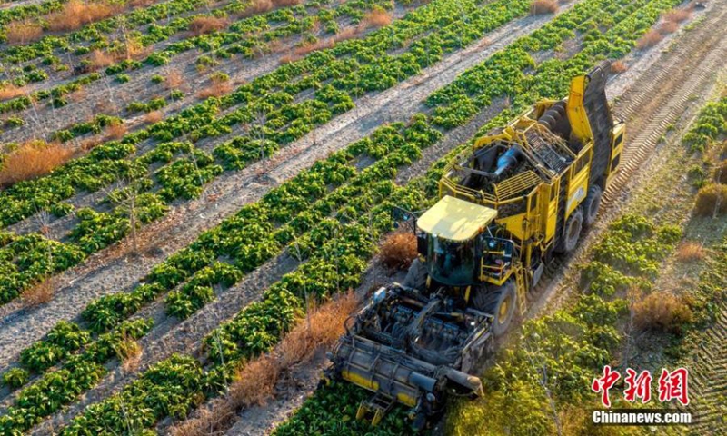 A harvester collects sugar beets at a plantation base in Karamay, northwest China's Xinjiang Uyghur Autonomous Region, Nov. 15, 2022. (Photo: China News Service/Min Yong)



