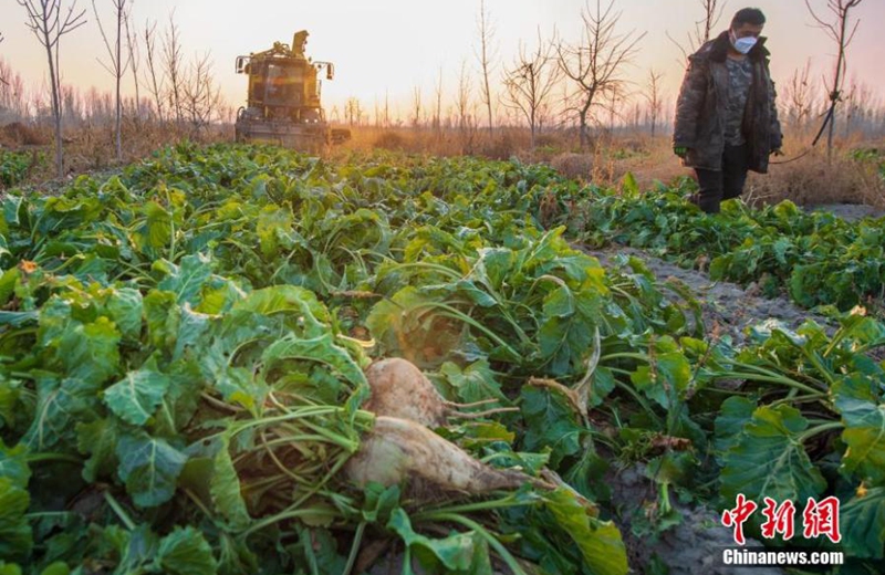 A harvester collects sugar beets at a plantation base in Karamay, northwest China's Xinjiang Uyghur Autonomous Region, Nov. 15, 2022. (Photo: China News Service/Min Yong)


