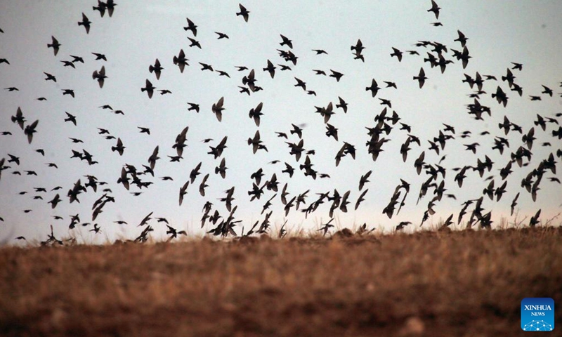 A flock of migrating starlings are pictured in Ankara, Türkiye, on Nov. 21, 2022. (Photo by Mustafa Kaya/Xinhua)