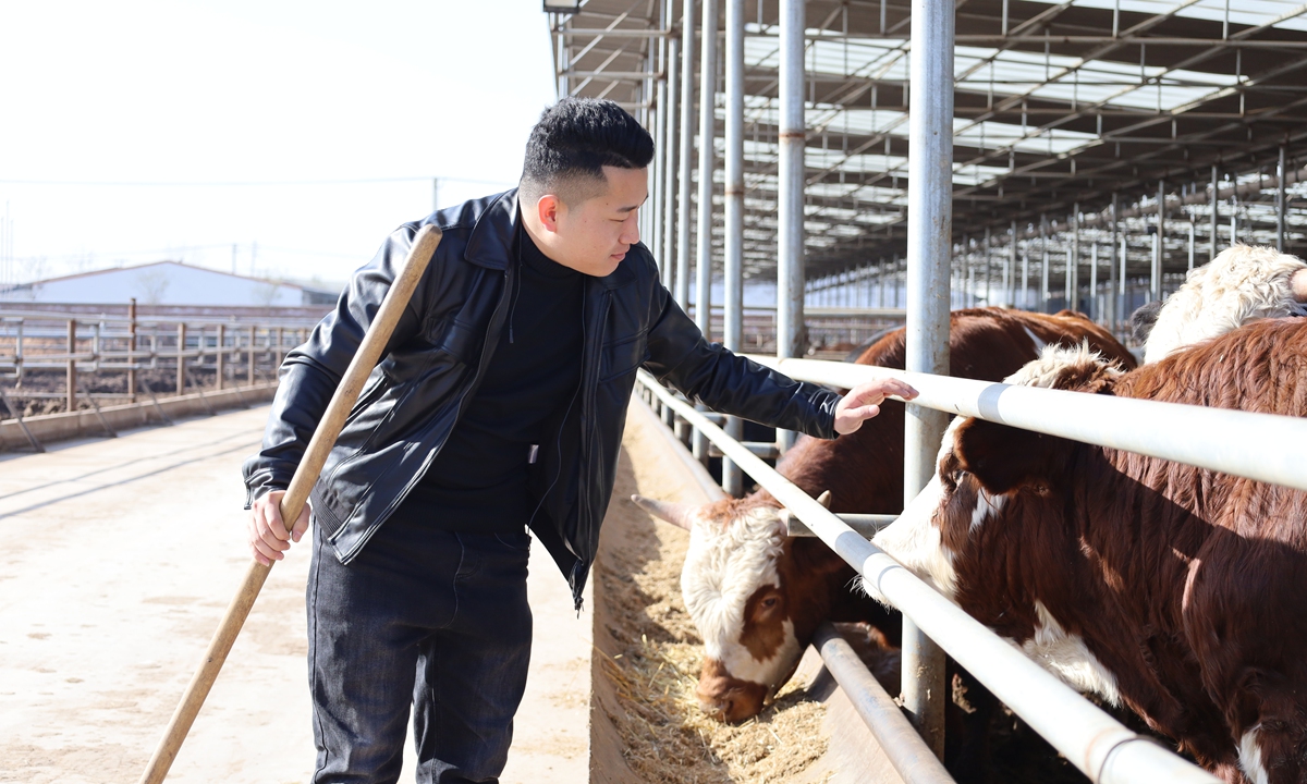 Li Shixuan at a local cattle farm in Wenshui county, North China's Shanxi Province on November 11, 2021 Photo: Courtesy of Li