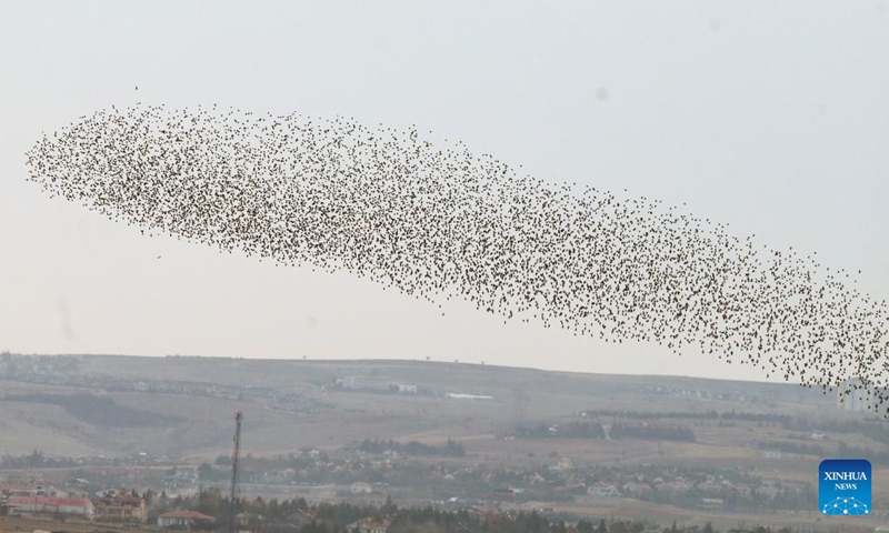 A flock of migrating starlings are pictured in Ankara, Türkiye, on Nov. 21, 2022. (Photo by Mustafa Kaya/Xinhua)
