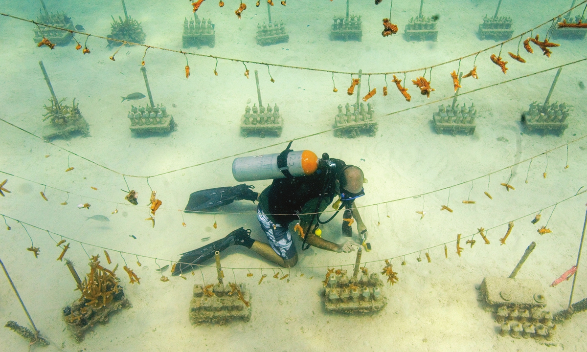 Scientists grow endangered coral in underwater nurseries to transplant it onto the depleted reefs off the southeast Florida coast.Photo: VCG 