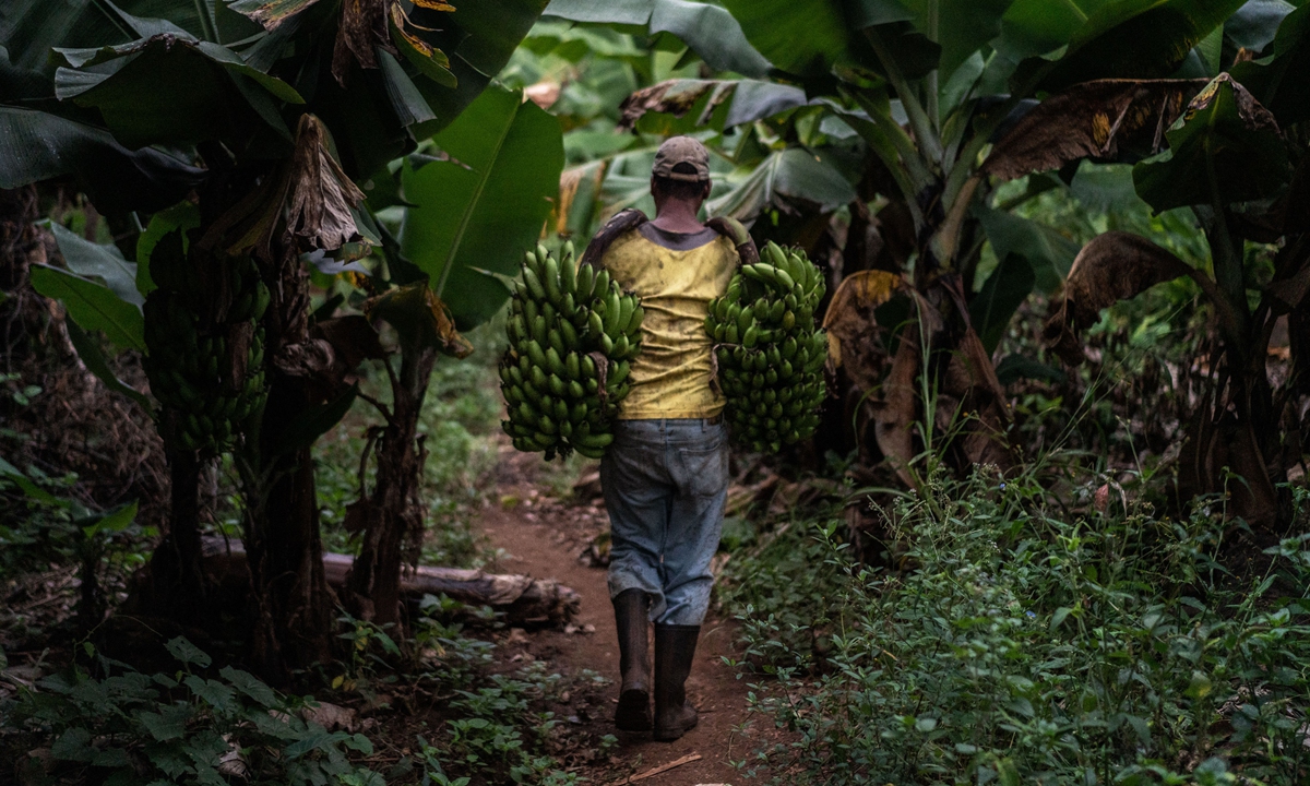A man carries bananas that he collected at a farm in Taita Taveta, Kenya. File photo: AFP