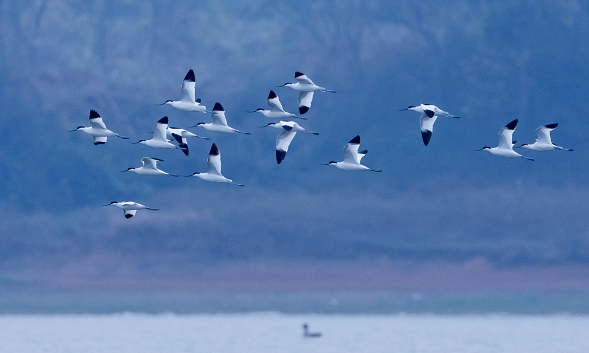 Flocks of migratory birds gather in the wetland of Poyang Lake in East China's Jiangxi Province on November 21, 2022. In recent years, Jiangxi has strengthened management of the nature reserve to provide a safe habitat, and the species and number of migratory birds have been rising every year.