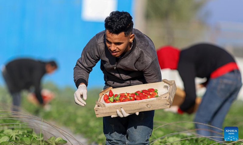 Farmers harvest strawberries in a field near the northern Gaza Strip town of Beit Lahia, on Nov. 19, 2022. Despite having a bumper harvest, Gazan fruit farmers, facing competition from cheaper Israeli produce, see only a bleak picture for their business this year. (Photo by Rizek Abdeljawad/Xinhua)