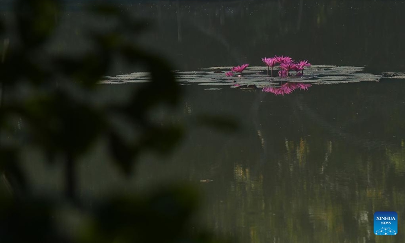 Pink water lily flowers are seen in a lake in Agartala, capital city of India's northeastern state of Tripura, Nov. 22, 2022. Photo: Xinhua