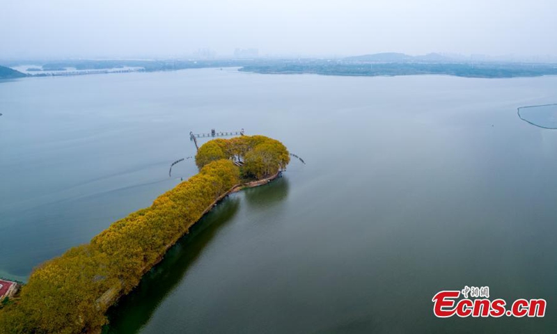 A road surrounded by plane trees in East Lake National Wetland Park looks like a golden spoon on water in Wuhan, central China's Hubei Province, Nov. 21, 2022. (Photo: China News Service/Zhang Chang)
