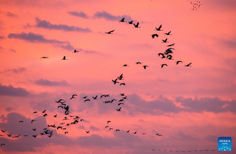 A flock of migrating gray cranes are seen in the Agamon Hula Lake area of the Hula Valley in northern Israel, on Nov. 22, 2022. Every year, hundreds of thousands of birds pass Agamon, a major stopover for migrating birds from Europe to Africa, and some spend the winter at the lake. (Ayal Margolin/JINI via Xinhua)