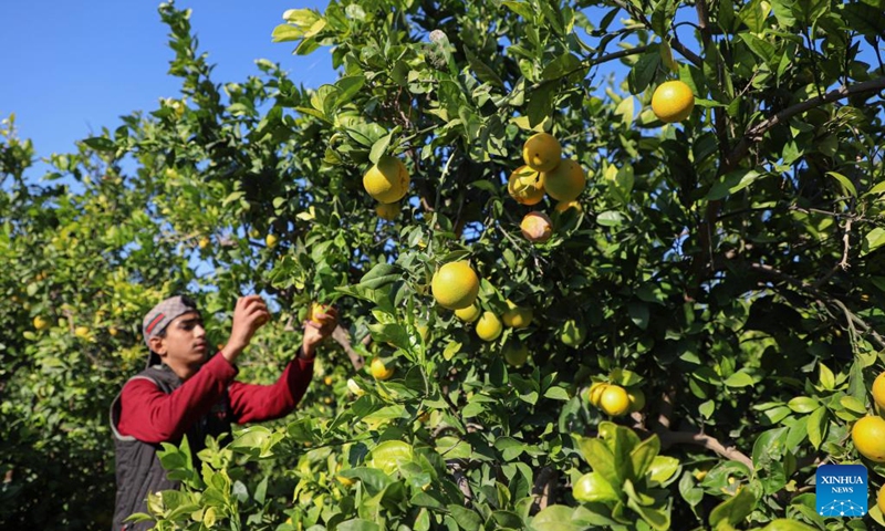 A farmer picks citruses at a farm near the northern Gaza Strip town of Beit Lahia, on Nov. 19, 2022. Despite having a bumper harvest, Gazan fruit farmers, facing competition from cheaper Israeli produce, see only a bleak picture for their business this year. (Photo by Rizek Abdeljawad/Xinhua)
