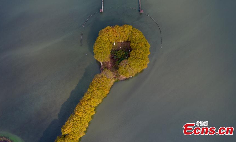 A road surrounded by plane trees in East Lake National Wetland Park looks like a golden spoon on water in Wuhan, central China's Hubei Province, Nov. 21, 2022. (Photo: China News Service/Zhang Chang)