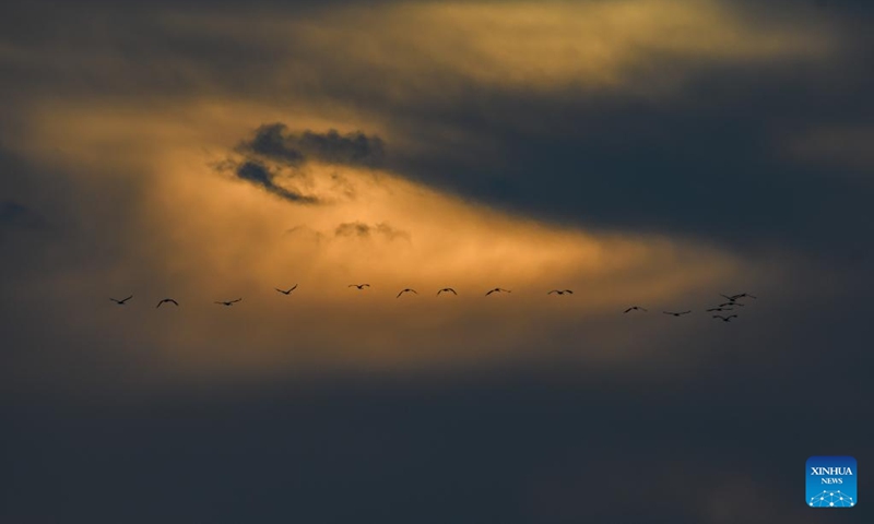 A flock of migrating gray cranes are seen in the Agamon Hula Lake area of the Hula Valley in northern Israel, on Nov. 22, 2022. Every year, hundreds of thousands of birds pass Agamon, a major stopover for migrating birds from Europe to Africa, and some spend the winter at the lake. (Ayal Margolin/JINI via Xinhua)