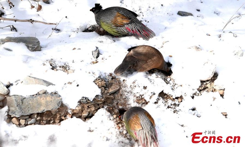 Several blood pheasants forage in Qilian Mountain National Park in northwest China's Qinghai Province. The blood pheasant is native to forests at an altitude of 1,700-3,000 meters in mountainous areas in China and a bird species under the second-class state protection. (Photo: China News Service/Wang Guozhong)
