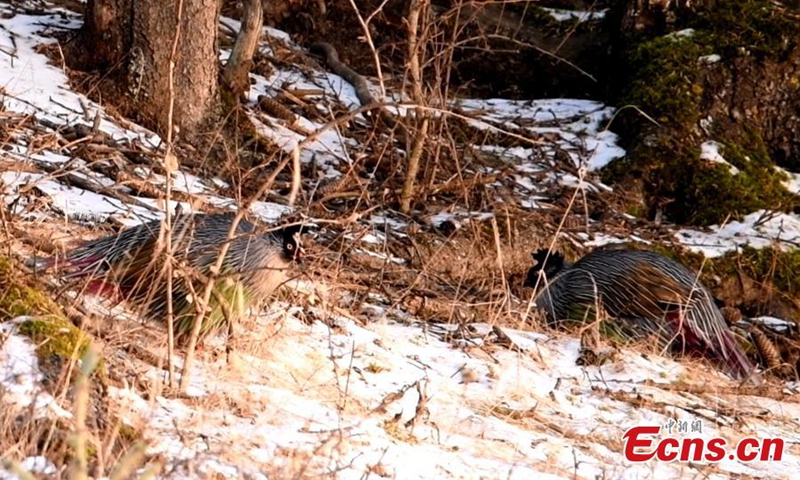 几只血雉在中国西北部青海省的祁连山国家公园觅食。 血雉原产于我国山区海拔1700-3000米的森林中，属国家二级保护鸟类。  （摄影：中新社/王国忠）