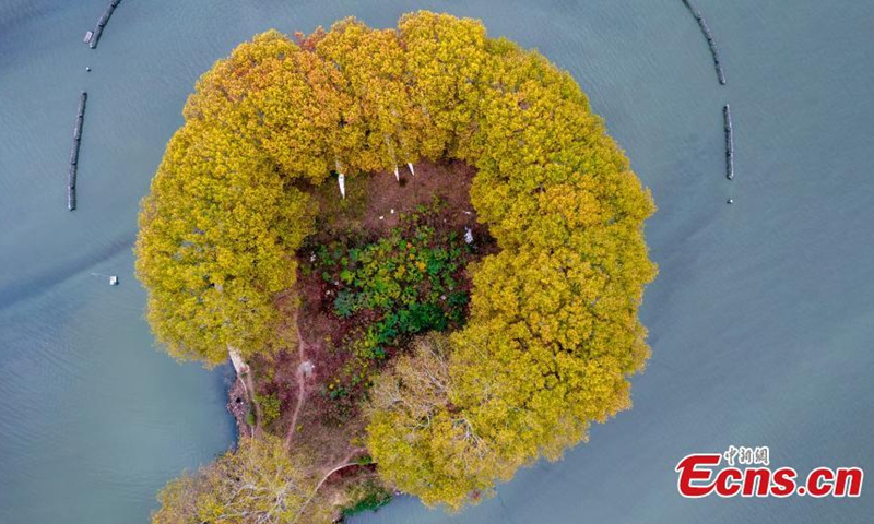 2022 年 11 月 21 日，中国中部湖北省武汉市，东湖国家湿地公园一条被梧桐树环绕的道路看起来像水上的金汤匙。（图片来源：中新社/张畅）
