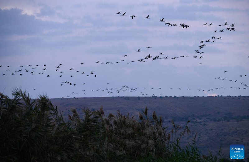 A flock of migrating gray cranes are seen in the Agamon Hula Lake area of the Hula Valley in northern Israel, on Nov. 22, 2022. Every year, hundreds of thousands of birds pass Agamon, a major stopover for migrating birds from Europe to Africa, and some spend the winter at the lake. (Ayal Margolin/JINI via Xinhua)