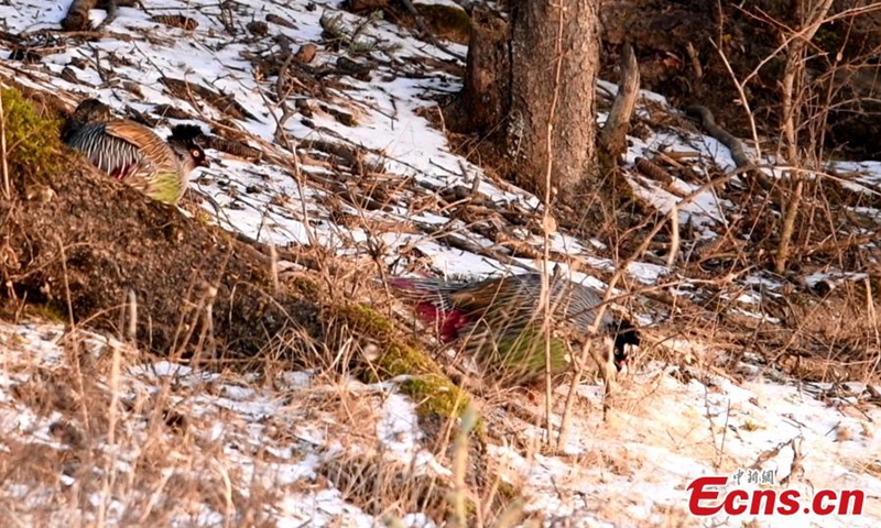 Several blood pheasants forage in Qilian Mountain National Park in northwest China's Qinghai Province. The blood pheasant is native to forests at an altitude of 1,700-3,000 meters in mountainous areas in China and a bird species under the second-class state protection. (Photo: China News Service/Wang Guozhong)