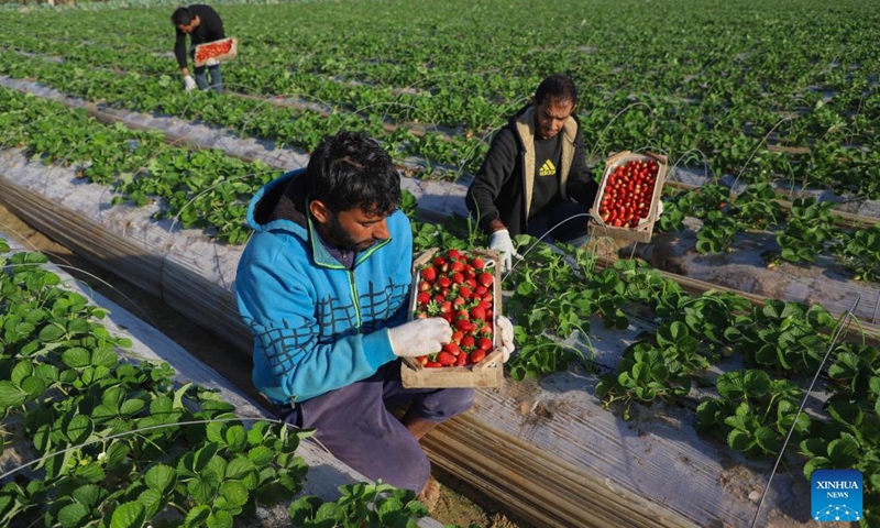 Farmers harvest strawberries in a field near the northern Gaza Strip town of Beit Lahia, on Nov. 19, 2022. Despite having a bumper harvest, Gazan fruit farmers, facing competition from cheaper Israeli produce, see only a bleak picture for their business this year. (Photo by Rizek Abdeljawad/Xinhua)