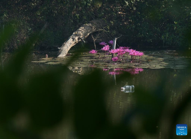 Pink water lily flowers are seen in a lake in Agartala, capital city of India's northeastern state of Tripura, Nov. 22, 2022. Photo: Xinhua