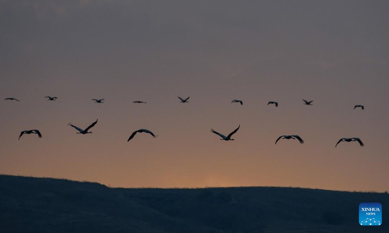 A flock of migrating gray cranes are seen in the Agamon Hula Lake area of the Hula Valley in northern Israel, on Nov. 22, 2022. Every year, hundreds of thousands of birds pass Agamon, a major stopover for migrating birds from Europe to Africa, and some spend the winter at the lake. (Ayal Margolin/JINI via Xinhua)