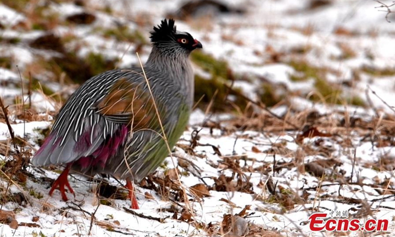 Photo: China News Service