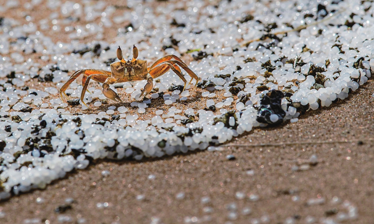A crab roams on a beach polluted with plastic pellets. Photos: VCG