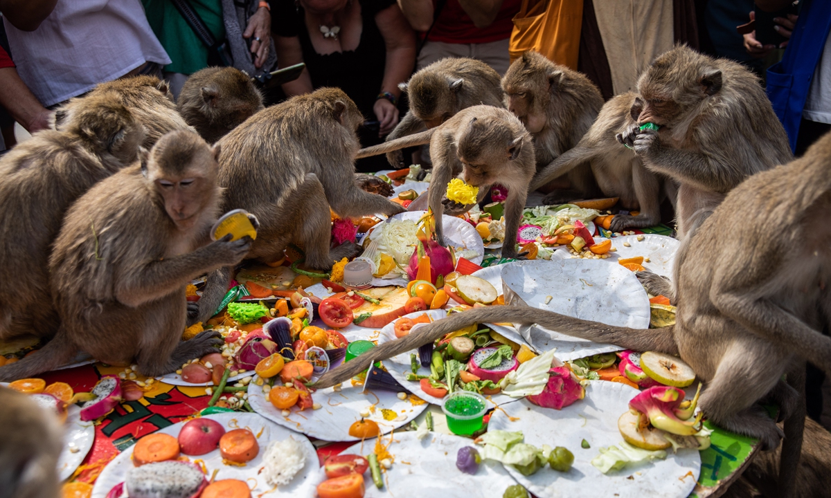 Monkeys feast on fruits and sweet snacks during the Lopburi Monkey Festival in Lopburi, Thailand on November 27, 2022. Lopburi holds its annual Monkey Festival where local citizens and tourists gather to provide a banquet to the thousands of long-tailed macaques that live in central Lopburi. Photo: VCG