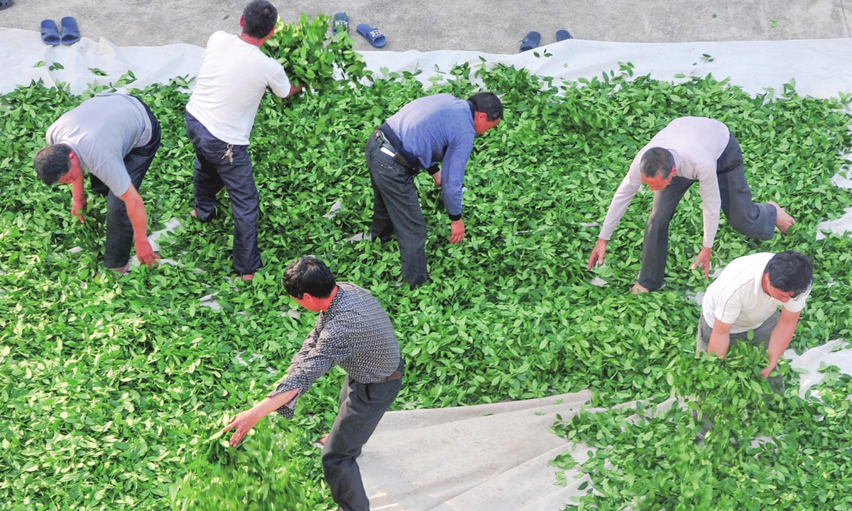 Tea farmers work in the field in Quanzhou, Fujian Province. Photo: IC