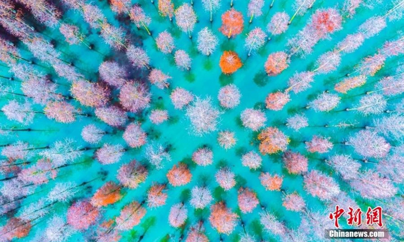 A dawn redwood forest in gorgeous colors grow in early winter at Hongze Lake Wetland scenic spot in Suqian City, east China's Jiangsu Province, Nov. 25, 2022. (Photo provided to China News Service)