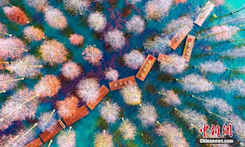 A dawn redwood forest in gorgeous colors grow in early winter at Hongze Lake Wetland scenic spot in Suqian City, east China's Jiangsu Province, Nov. 25, 2022. (Photo provided to China News Service)
