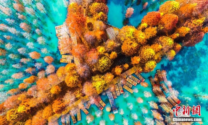 A dawn redwood forest in gorgeous colors grow in early winter at Hongze Lake Wetland scenic spot in Suqian City, east China's Jiangsu Province, Nov. 25, 2022. (Photo provided to China News Service)