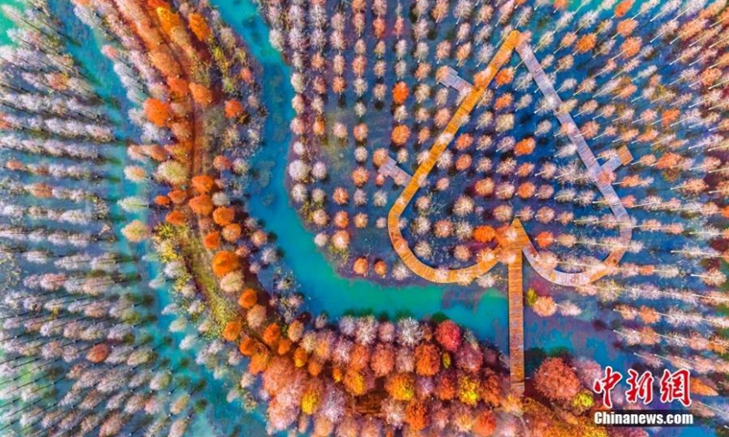 A dawn redwood forest in gorgeous colors grow in early winter at Hongze Lake Wetland scenic spot in Suqian City, east China's Jiangsu Province, Nov. 25, 2022. (Photo provided to China News Service)