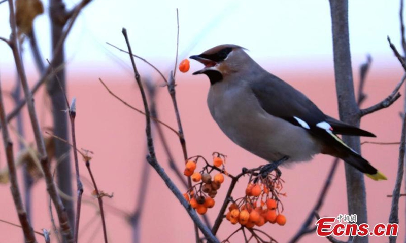 A waxwing picks fruit from a tree in Hulun Buir City, north China's Inner Mongolia Autonomous Region. Bohemian waxwing is a species of migratory birds. It mostly feeds on insects and fruits during the breeding season.