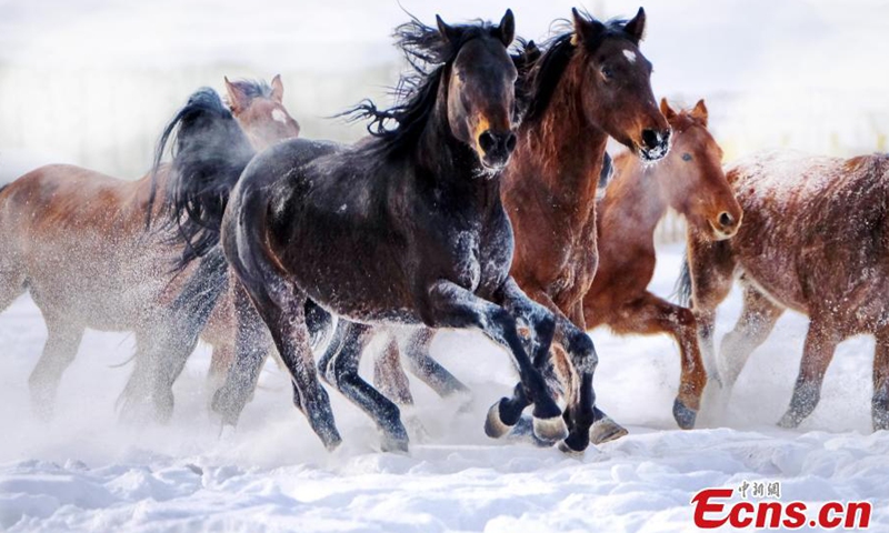 A herd of horses gallop on snow-covered prairie in Zhaosu county, known as hometown of pegasus, Kazak Autonomous Prefecture of Ili, northwest China's Xinjiang Uyghur Autonomous Region, Nov. 27, 2022. (Photo: China News Service/Li Wenwu)
