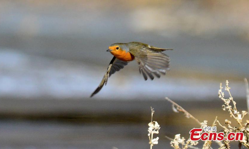 A rare robin bird is spotted flying over Mangya city, northwest China's Qinghai Province. The red-breasted robin, Britain's National Bird, is 14-centimeter-long and weighs at about 16-22 grams. It was listed on the International Union for Conservation of Nature's red list of threatened species in 2012.(Photo: China News Service/Wang Xiaojiong) 


