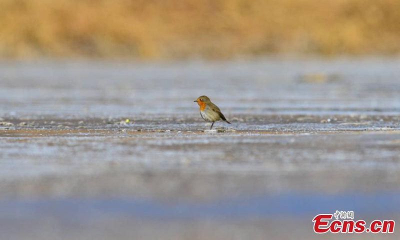 A rare robin bird rests on the lake side in Mangya city, northwest China's Qinghai Province. (Photo: China News Service/Wang Xiaojiong)



