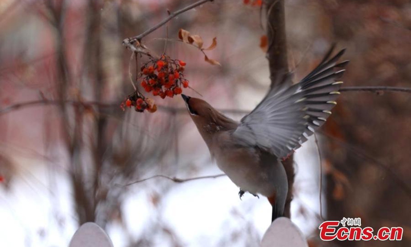A waxwing picks fruit from a tree in Hulun Buir City, north China's Inner Mongolia Autonomous Region.