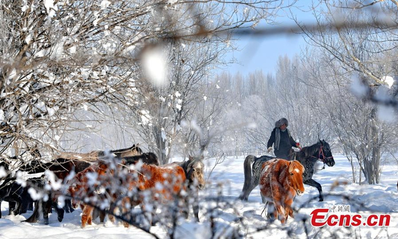 A herd of horses gallop on snow-covered prairie in Zhaosu county, known as hometown of pegasus, Kazak Autonomous Prefecture of Ili, northwest China's Xinjiang Uyghur Autonomous Region, Nov. 27, 2022. (Photo: China News Service/Li Wenwu)


