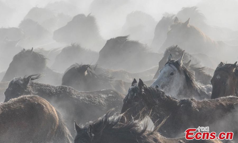 A herd of horses gallop on snow-covered prairie in Zhaosu county, known as hometown of pegasus, Kazak Autonomous Prefecture of Ili, northwest China's Xinjiang Uyghur Autonomous Region, Nov. 27, 2022. (Photo: China News Service/Li Wenwu)

