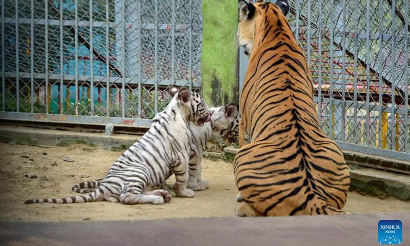 White tiger cubs are seen with their mother in Chattogram Zoo in Chattogram, Bangladesh on Nov. 27, 2022. Four white tiger cubs were born at Chattogram Zoo in July.(Photo: Xinhua)