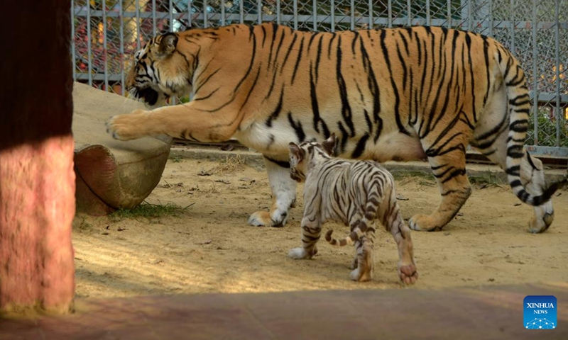 A white tiger cub is seen with its mother in Chattogram Zoo in Chattogram, Bangladesh on Nov. 27, 2022. Four white tiger cubs were born at Chattogram Zoo in July.(Photo: Xinhua)