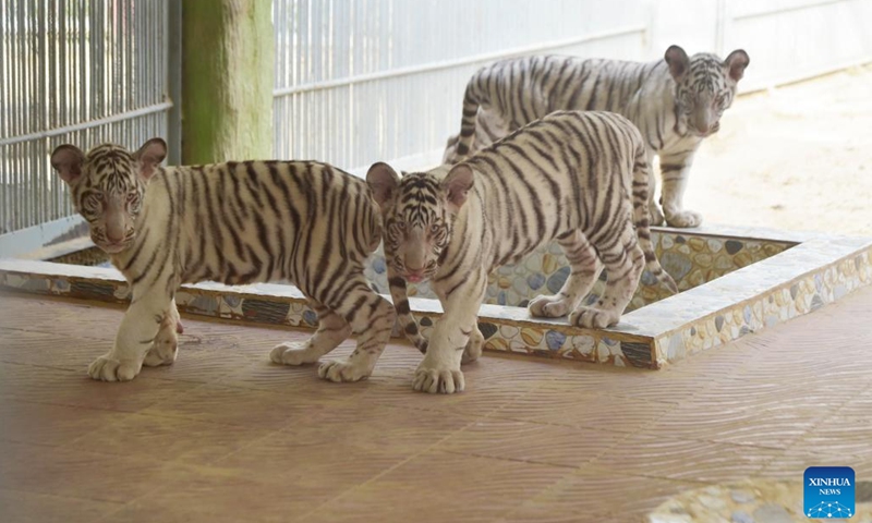 White tiger cubs are seen in Chattogram Zoo in Chattogram, Bangladesh on Nov. 27, 2022. Four white tiger cubs were born at Chattogram Zoo in July.(Photo: Xinhua)