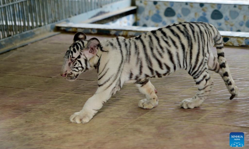 A white tiger cub is seen in Chattogram Zoo in Chattogram, Bangladesh on Nov. 27, 2022. Four white tiger cubs were born at Chattogram Zoo in July.(Photo: Xinhua)