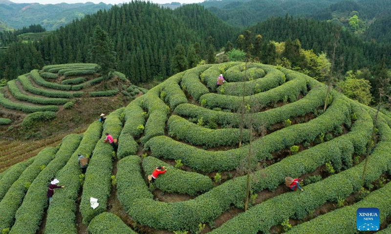 This aerial photo taken on March 30, 2022 shows tea farmers in cooperation with Zhang Yuehua picking fresh tea leaves at a tea garden in Mingshan District of Ya'an City, southwest China's Sichuan Province. Zhang, born in 1959, is a representative inheritor of green tea making technique.(Photo: Xinhua)