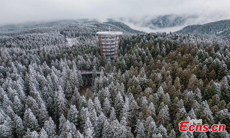 重庆仙女山上的树木被雾霭装饰，使山脉变成了冬季仙境。  （摄影：中新社/王俊杰）