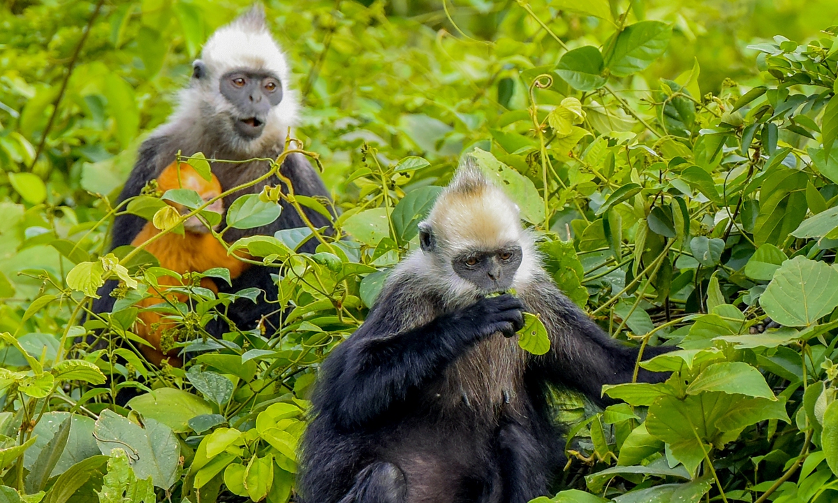 Two white-headed langurs Photo: IC