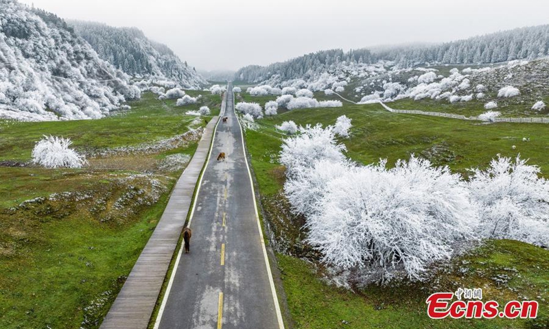 Trees are decorated with rime on Fairy Mountain in Chongqing, turning the mountain range a winter wonderland. (Photo: China News Service/Wang Junjie)