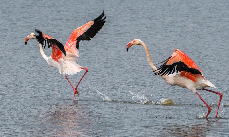 Migrating greater flamingos are seen in Hula Valley, northern Israel, on Dec. 6, 2022.(Photo: Xinhua)