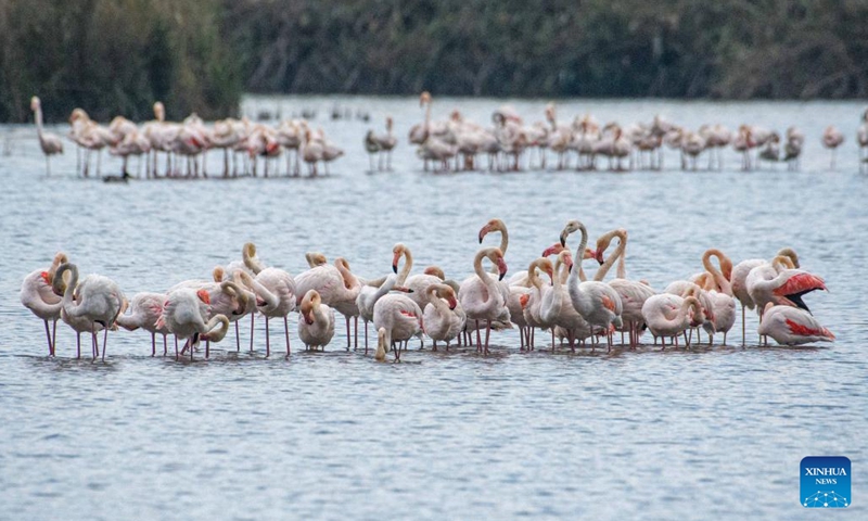 A flock of migrating greater flamingos are seen in Hula Valley, northern Israel, on Dec. 6, 2022.(Photo: Xinhua)